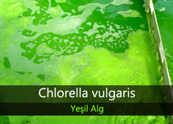 Chlorella vulgaris klorella yosun üretimi