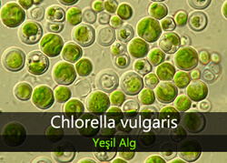 Chlorella vulgaris Klorella Yosun Üretimi