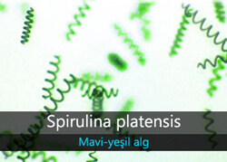 Spirulina platensis Yosun Üretimi