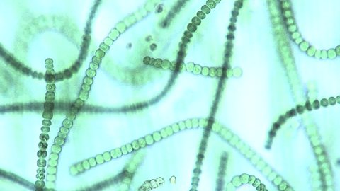 Spirulina mikroskop görüntüsü